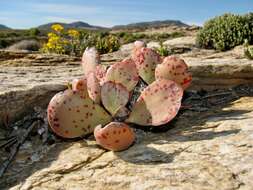 Image of Adromischus alstonii (Schönl. & E. G. Baker) C. A. Smith