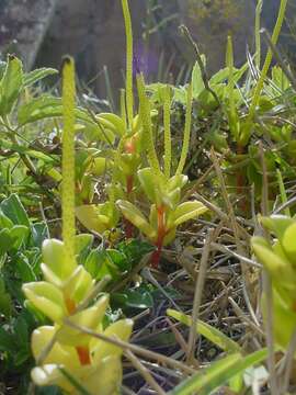 Image of cypress peperomia