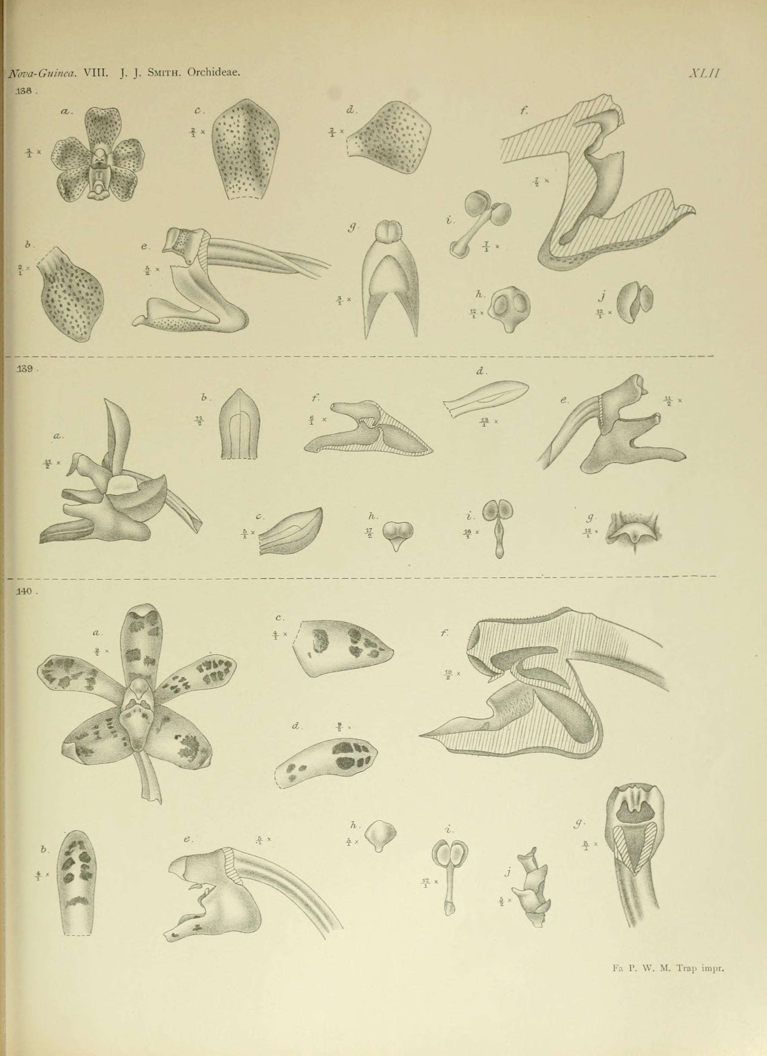 Image of Cleisostoma