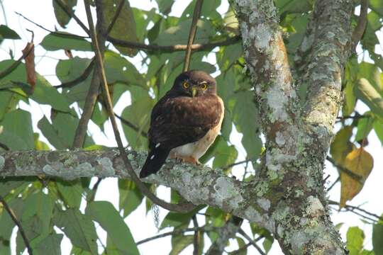 Image of Red-chested Owlet