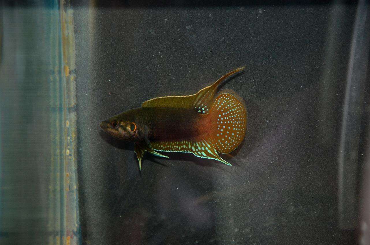 Image of Chinese fighting fish