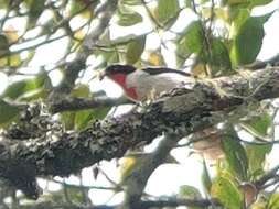 Image of Cherry-throated Tanager
