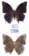 Plancia ëd Charaxes mixtus Rothschild 1894