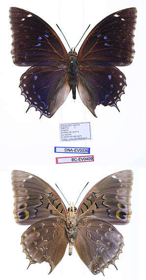 Plancia ëd Charaxes mixtus Rothschild 1894