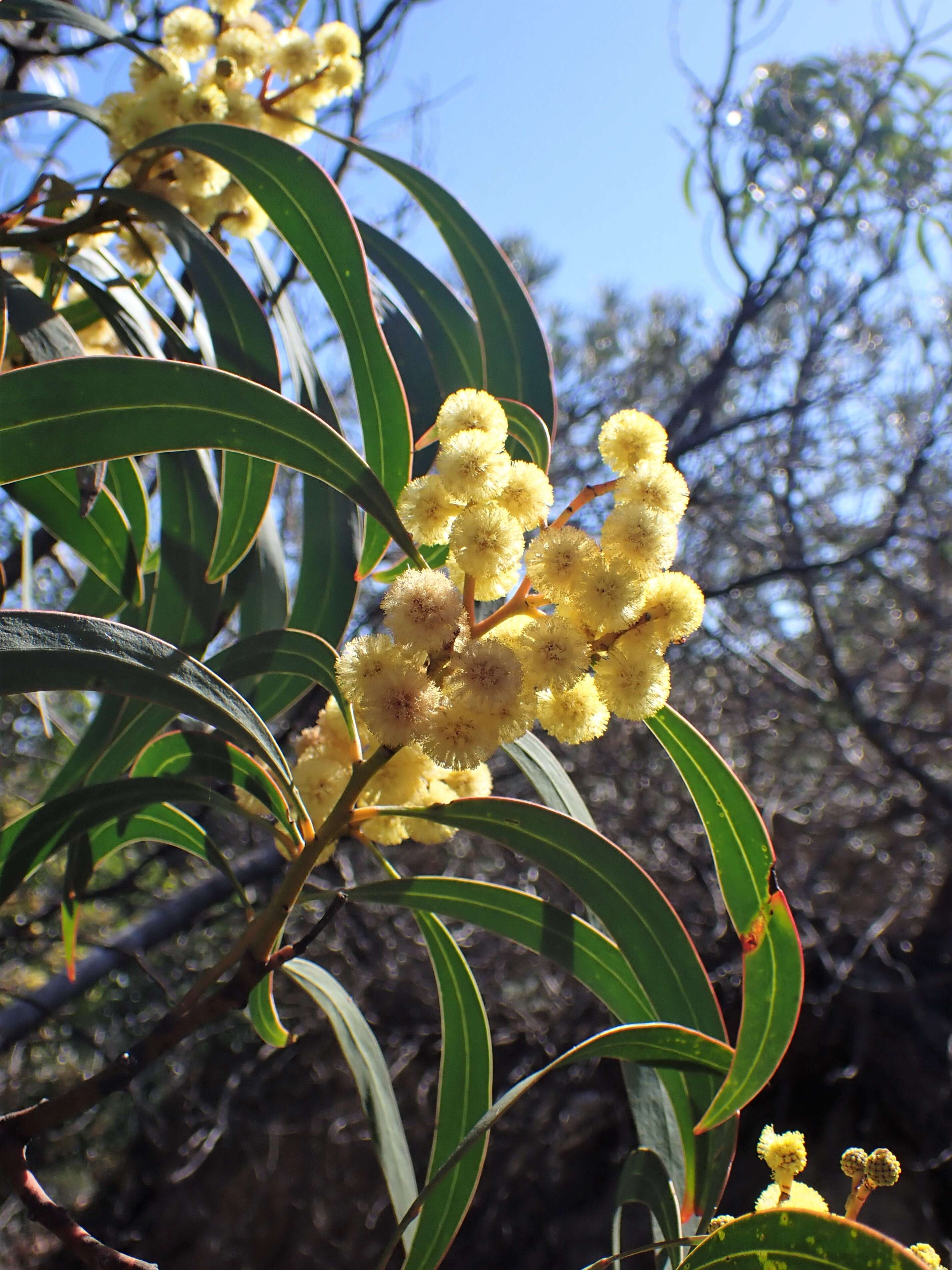 Sivun Acacia pycnantha Benth. kuva