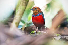 Image of Blue-banded Pitta