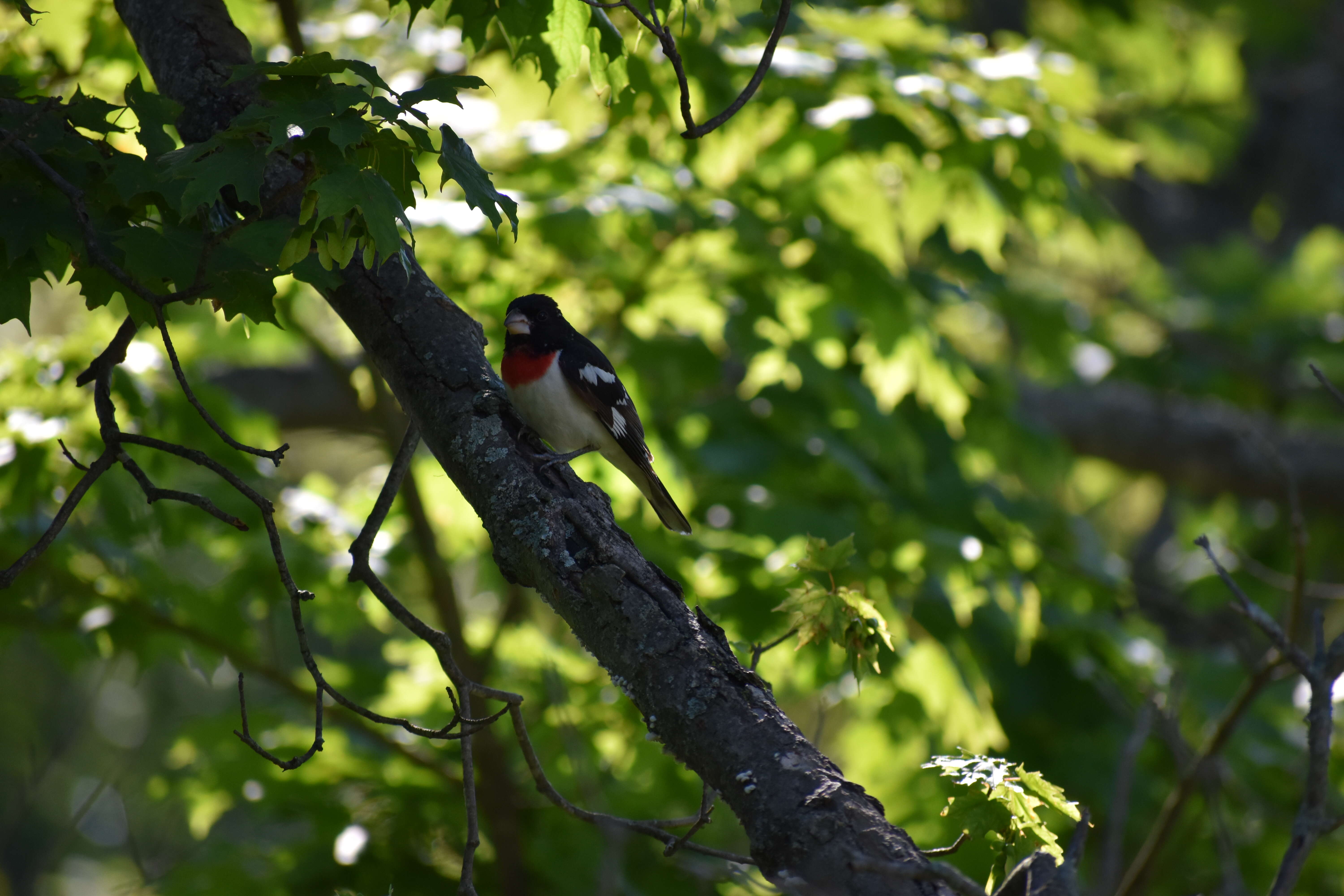 Image of Rose-breasted Grosbeak