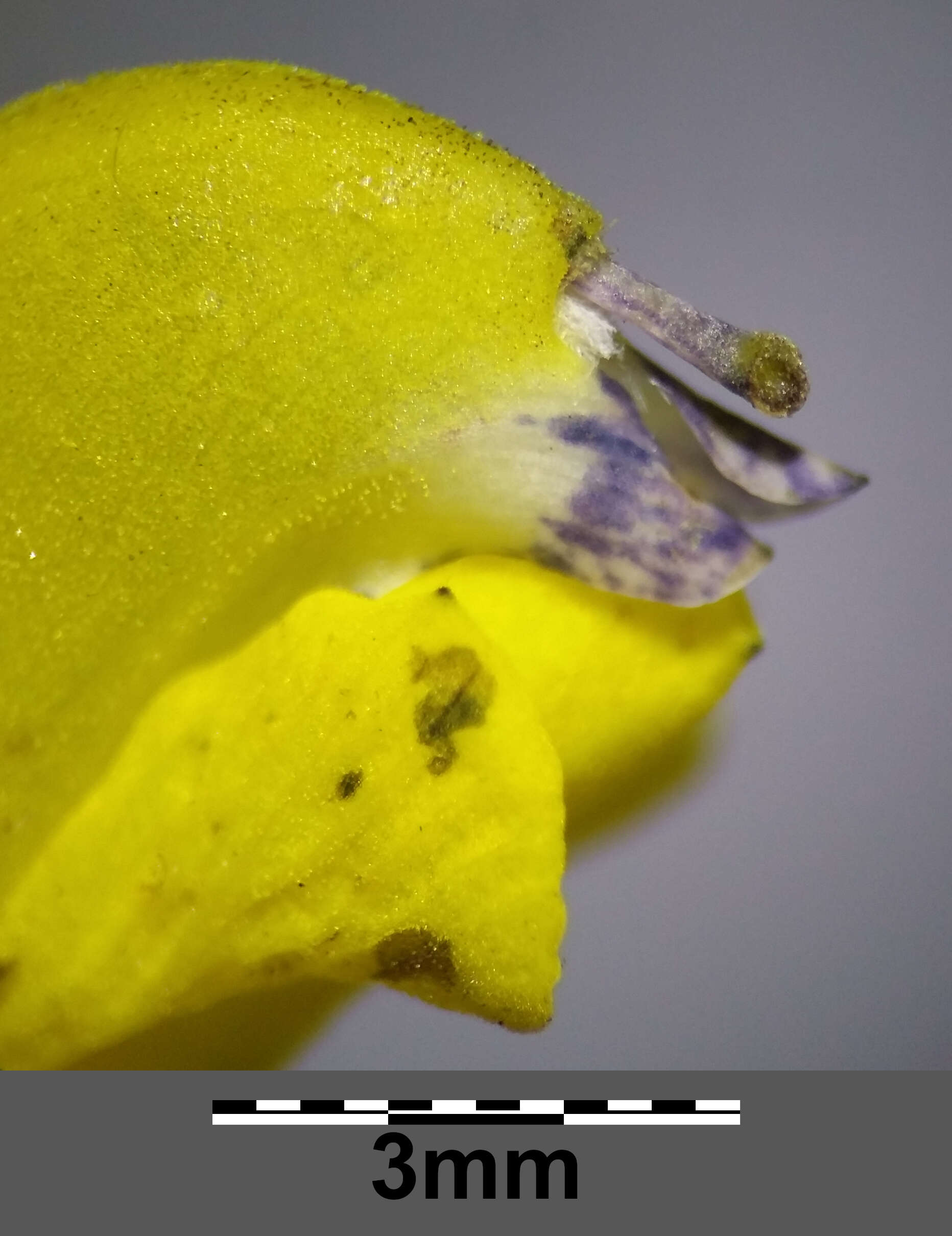 Image of late-flowering yellow rattle