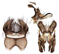 Image of root-maggot flies