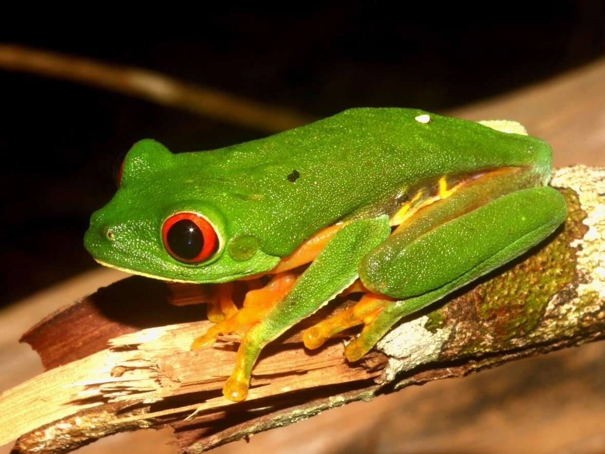 Image of Agalychnis taylori