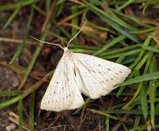 Image of dotted fan-foot