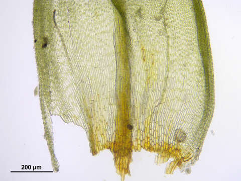 Image de Orthotrichum striatum Hedwig 1801