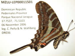 Plancia ëd Protographium zonaria (Butler 1869)