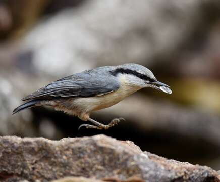 Image of Eurasian Nuthatch