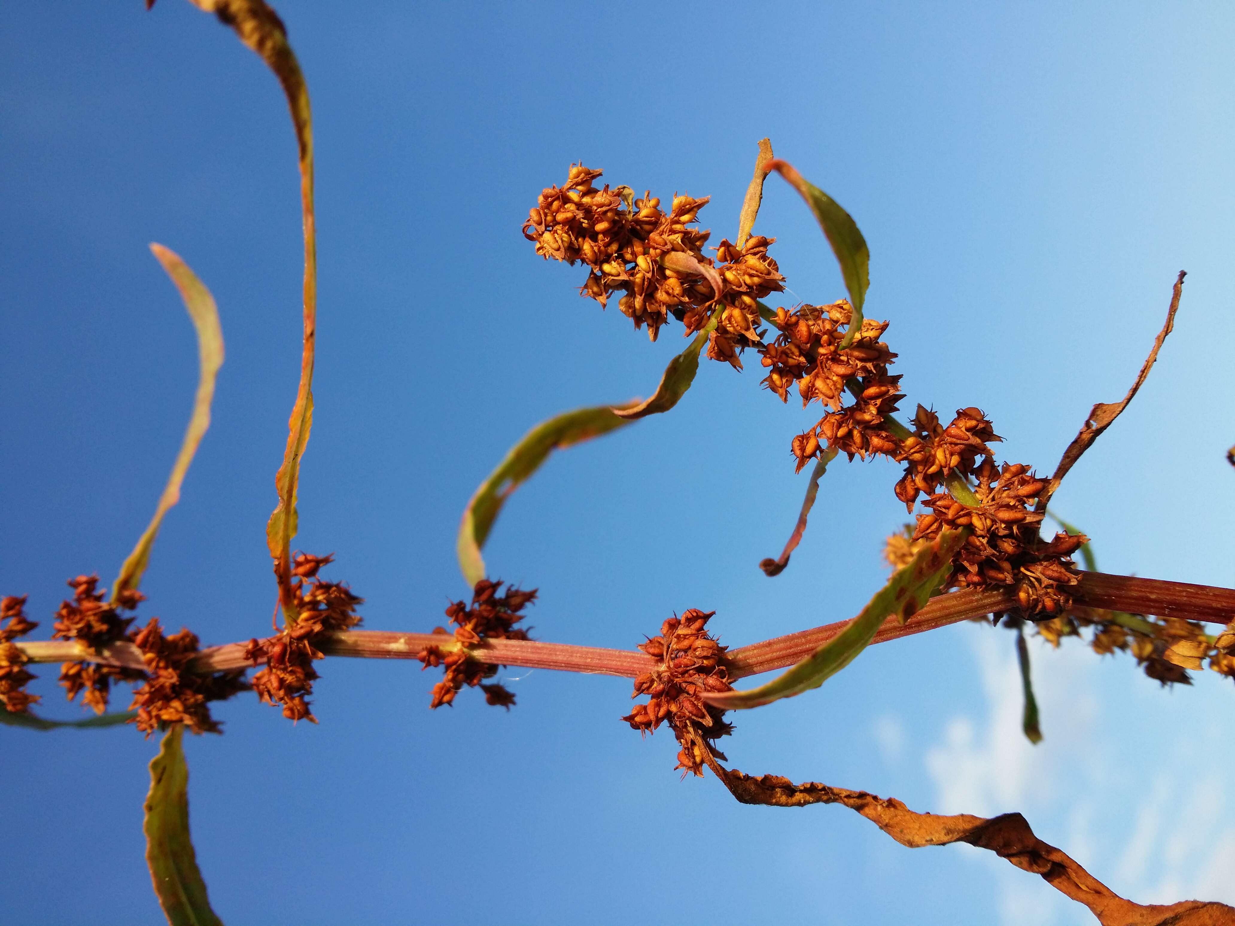 Rumex palustris Sm. resmi