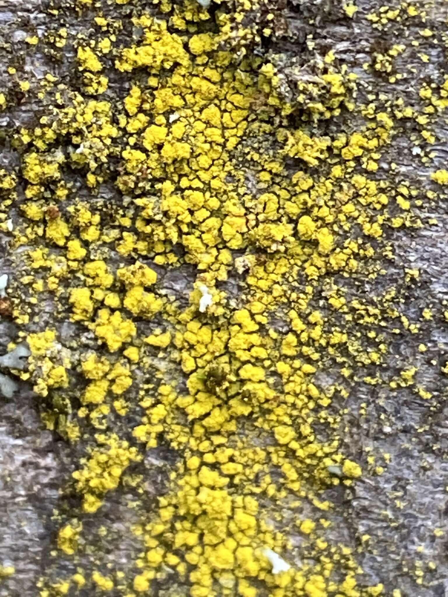 Image of eggyolk lichen