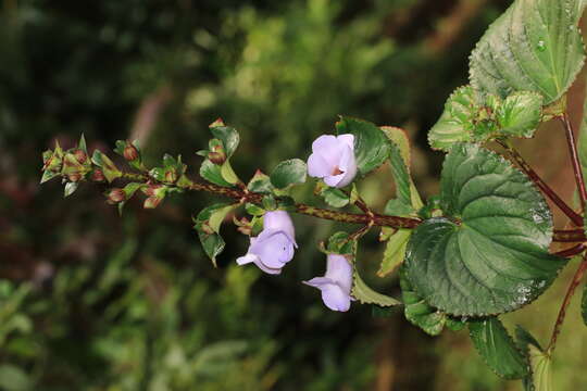 Image of Canterbury bells