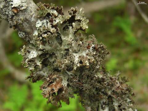 Image of Varied Rag Lichen