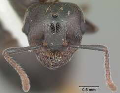 Image de Crematogaster lineolata (Say 1836)