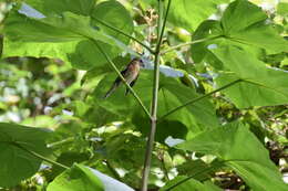 Image of Rose-breasted Grosbeak