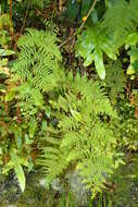 Image of Asplenium gracillimum