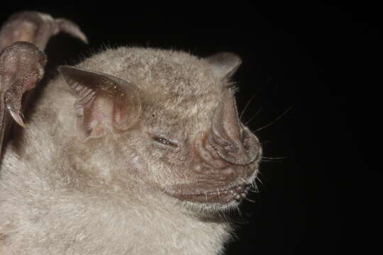 Image of Hairy Fruit-eating Bat