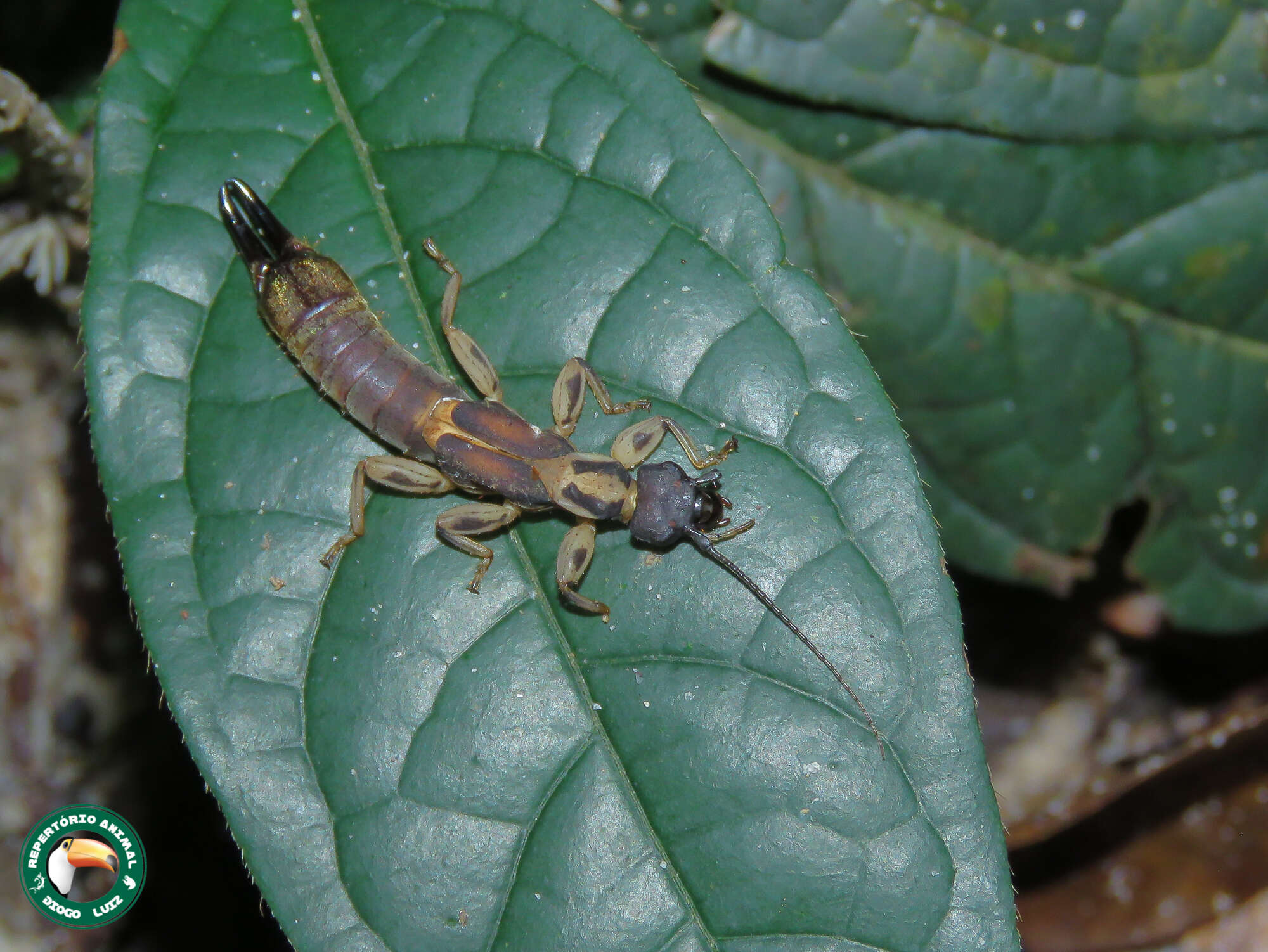 Image of Pygidicranoidea