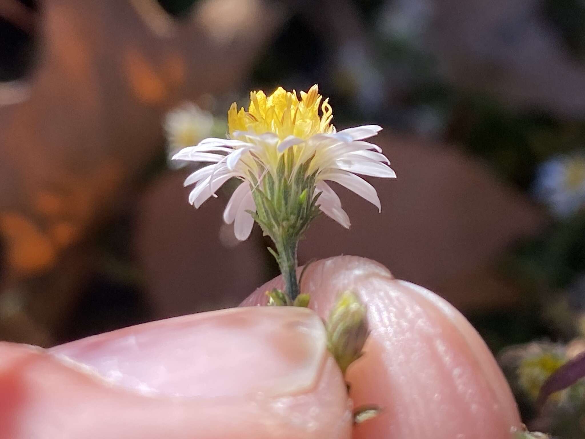 Image of smallhead aster