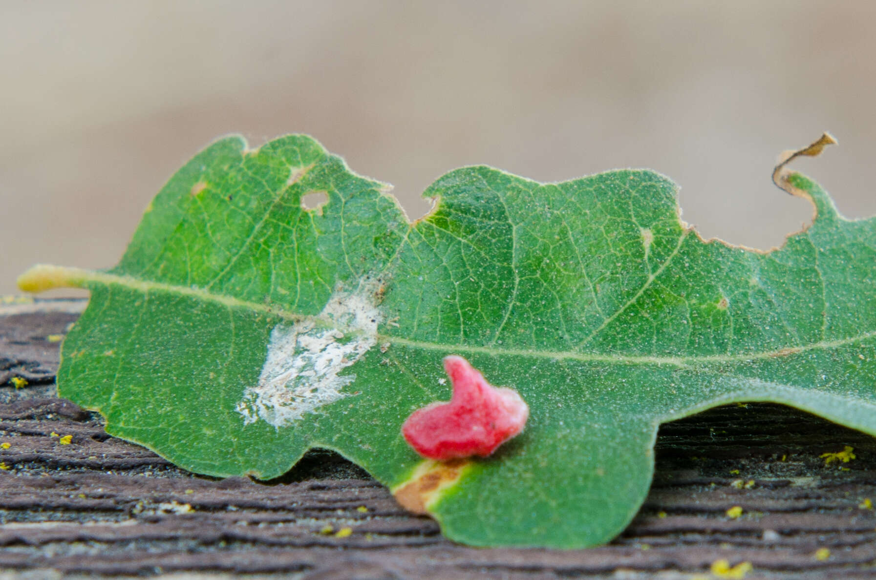 Image of Red Cone Gall Wasp