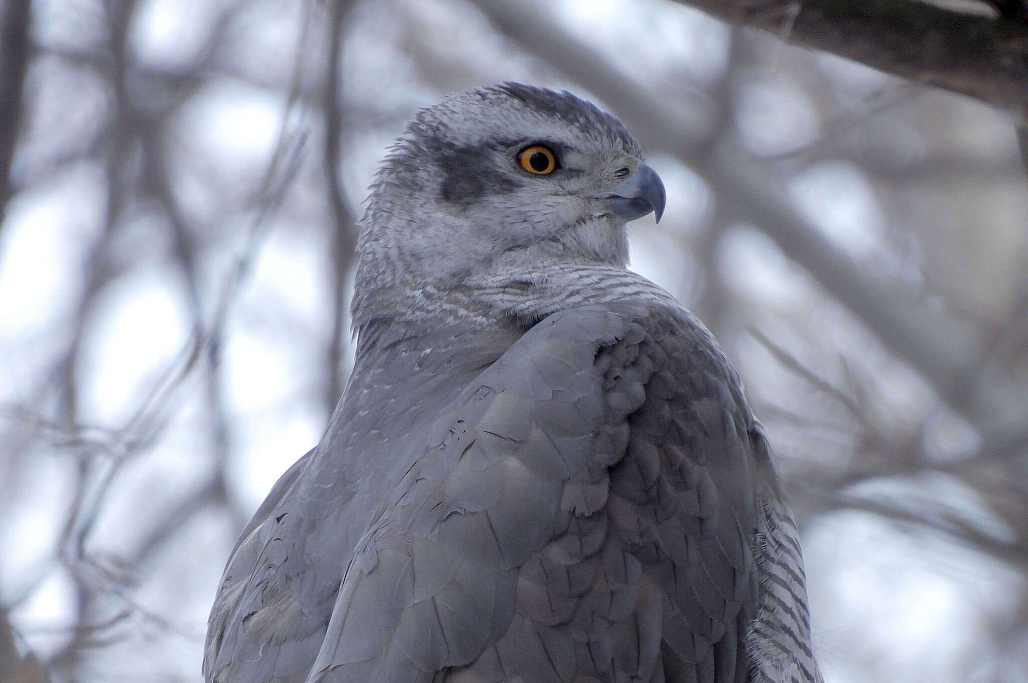 Image of Eurasian Goshawk