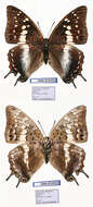 Imagem de Charaxes berkeleyi Van Someren & Jackson 1957