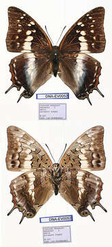 Image of Charaxes berkeleyi Van Someren & Jackson 1957