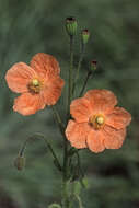 Image of Orange poppy