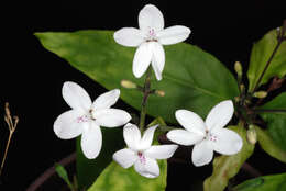 Image de Pseuderanthemum variabile (R. Br.) Radlk.