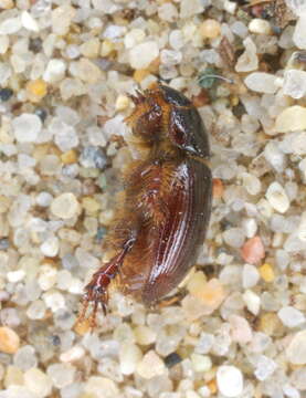 Image of Cresent Dune Scarab Beetle