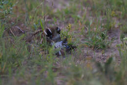 Image of sparrow-weaver