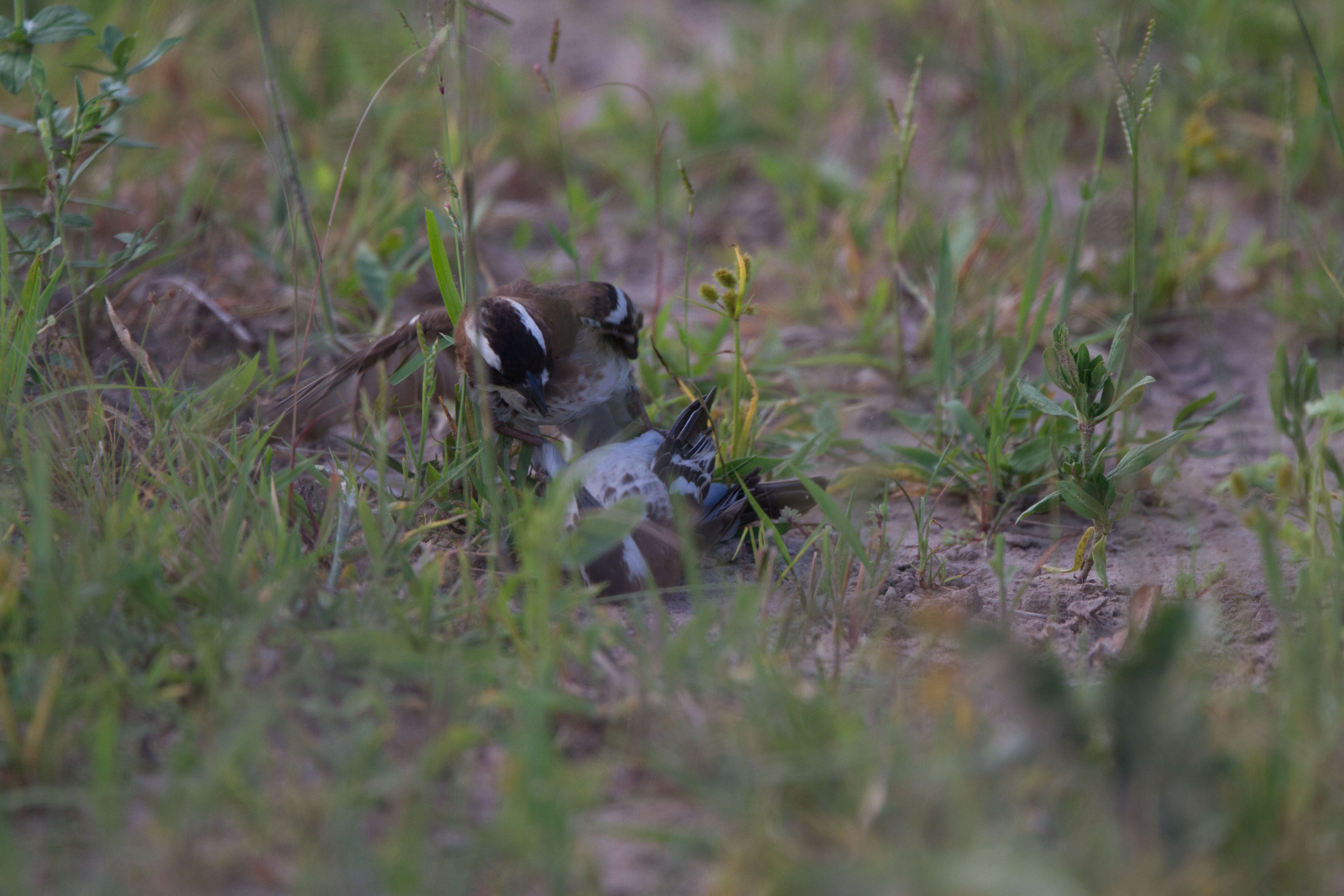 Image of sparrow-weaver