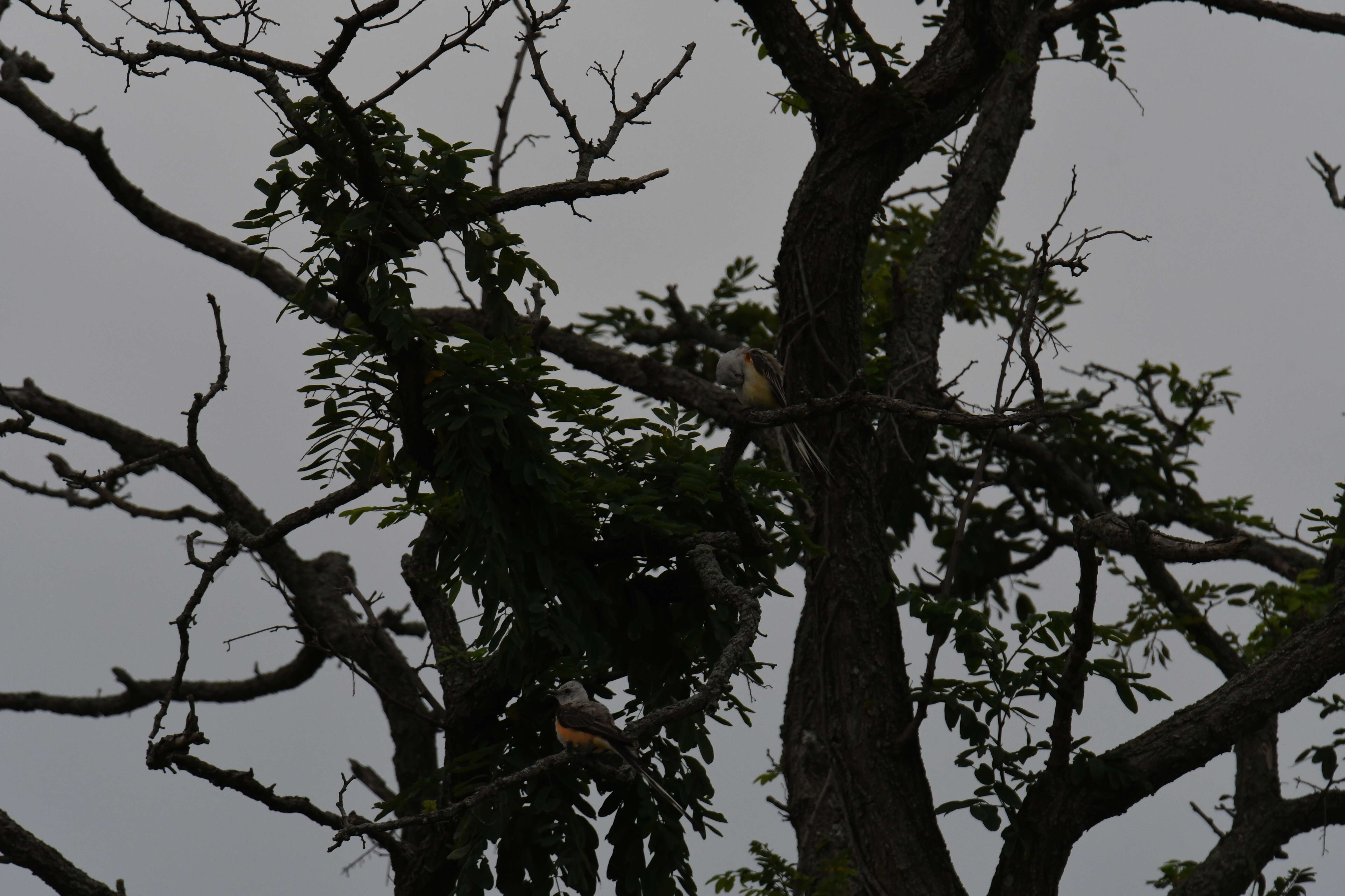 Image of Scissor-tailed Flycatcher