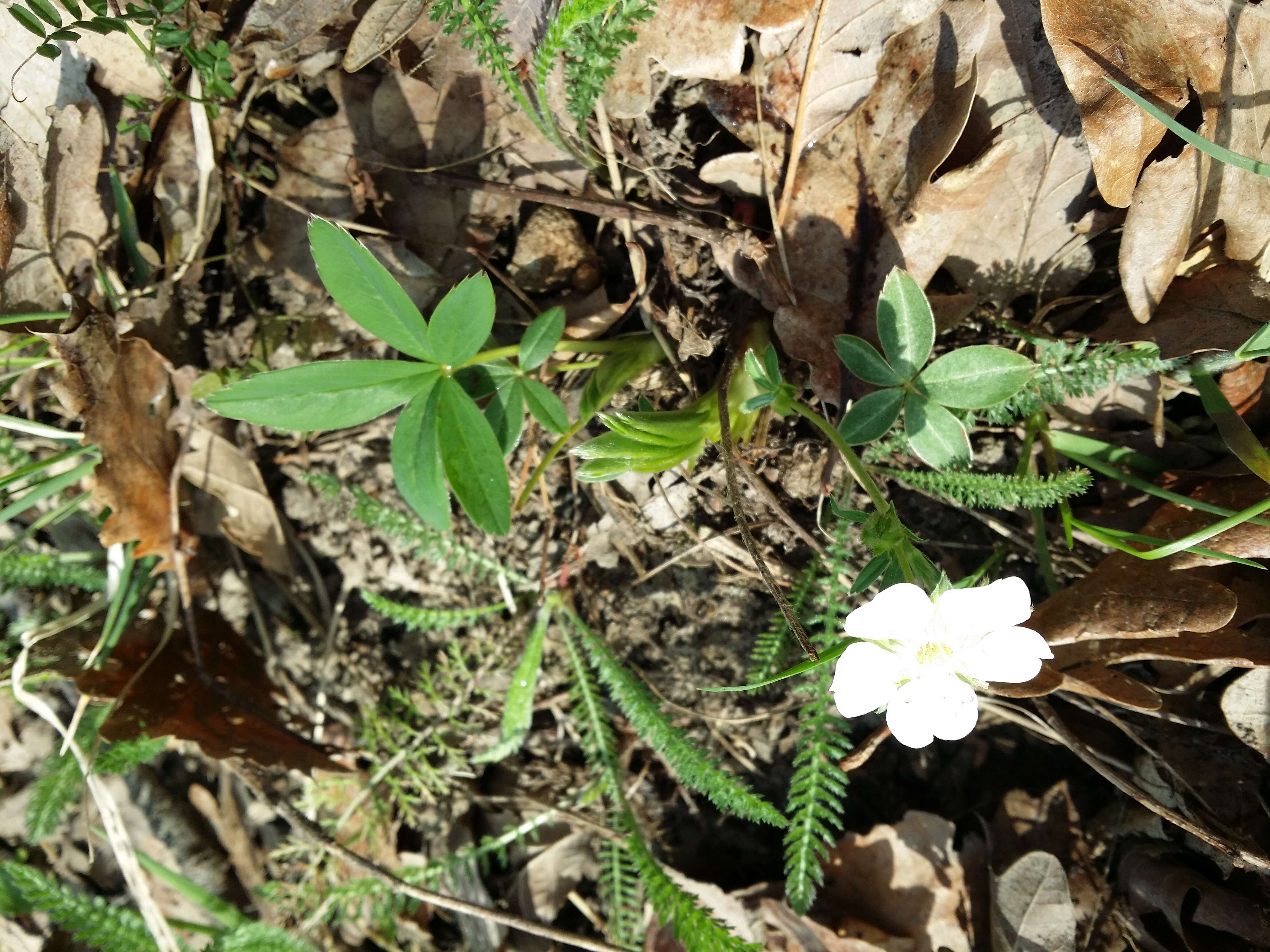 Image of White Cinquefoil