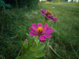 Image of zinnia