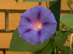 Image of tall morning-glory