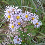 Image of Robyns' American-Aster