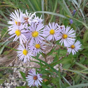 Sivun Symphyotrichum robynsianum (J. Rousseau) L. Brouillet & Labrecque kuva