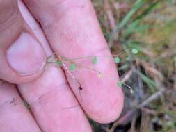 Image of sandweed