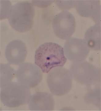 Image of Plasmodium