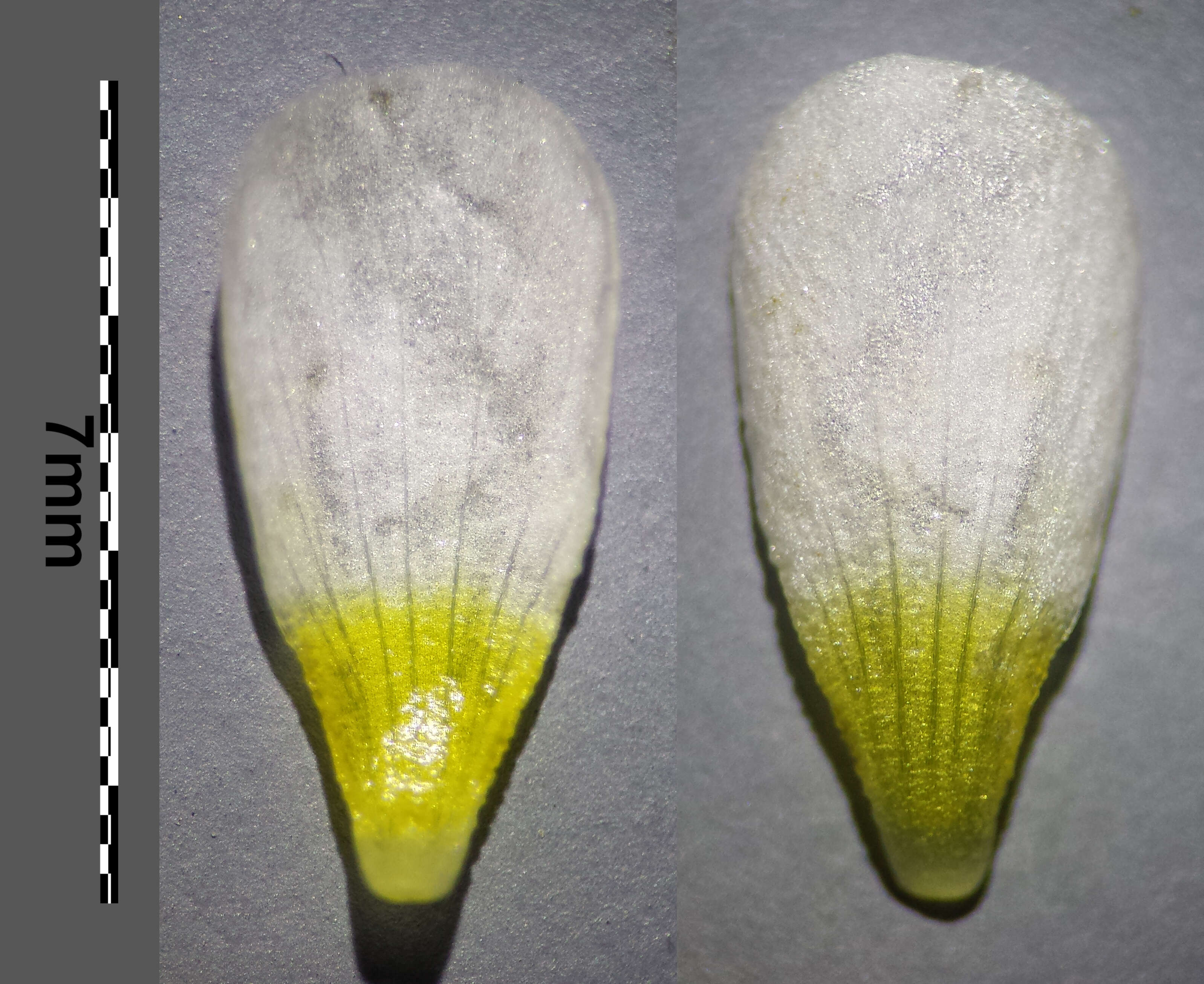 Слика од Ranunculus trichophyllus Chaix