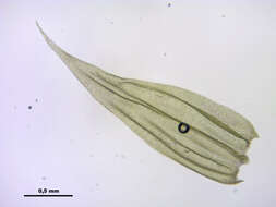 صورة Brachythecium salebrosum W. P. Schimper ex B. S. G. 1853