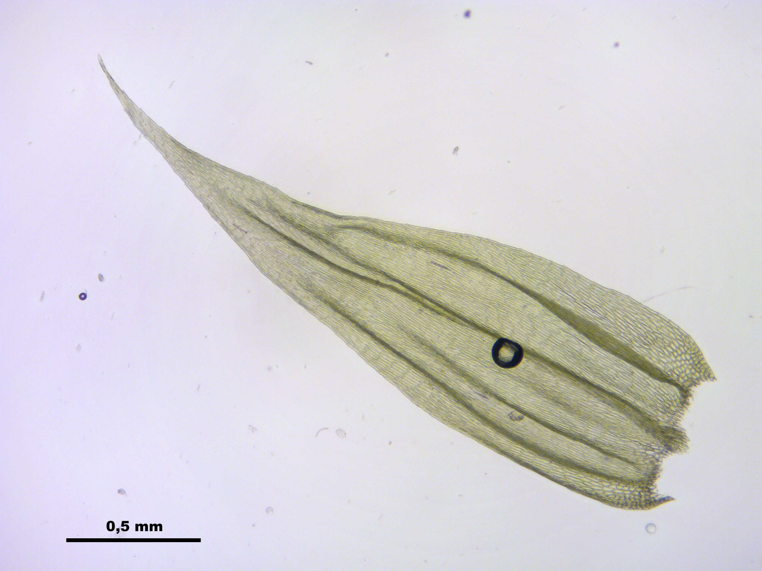 صورة Brachythecium salebrosum W. P. Schimper ex B. S. G. 1853