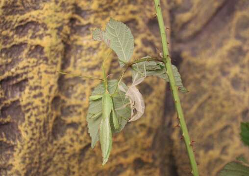 Image of Leaf insects