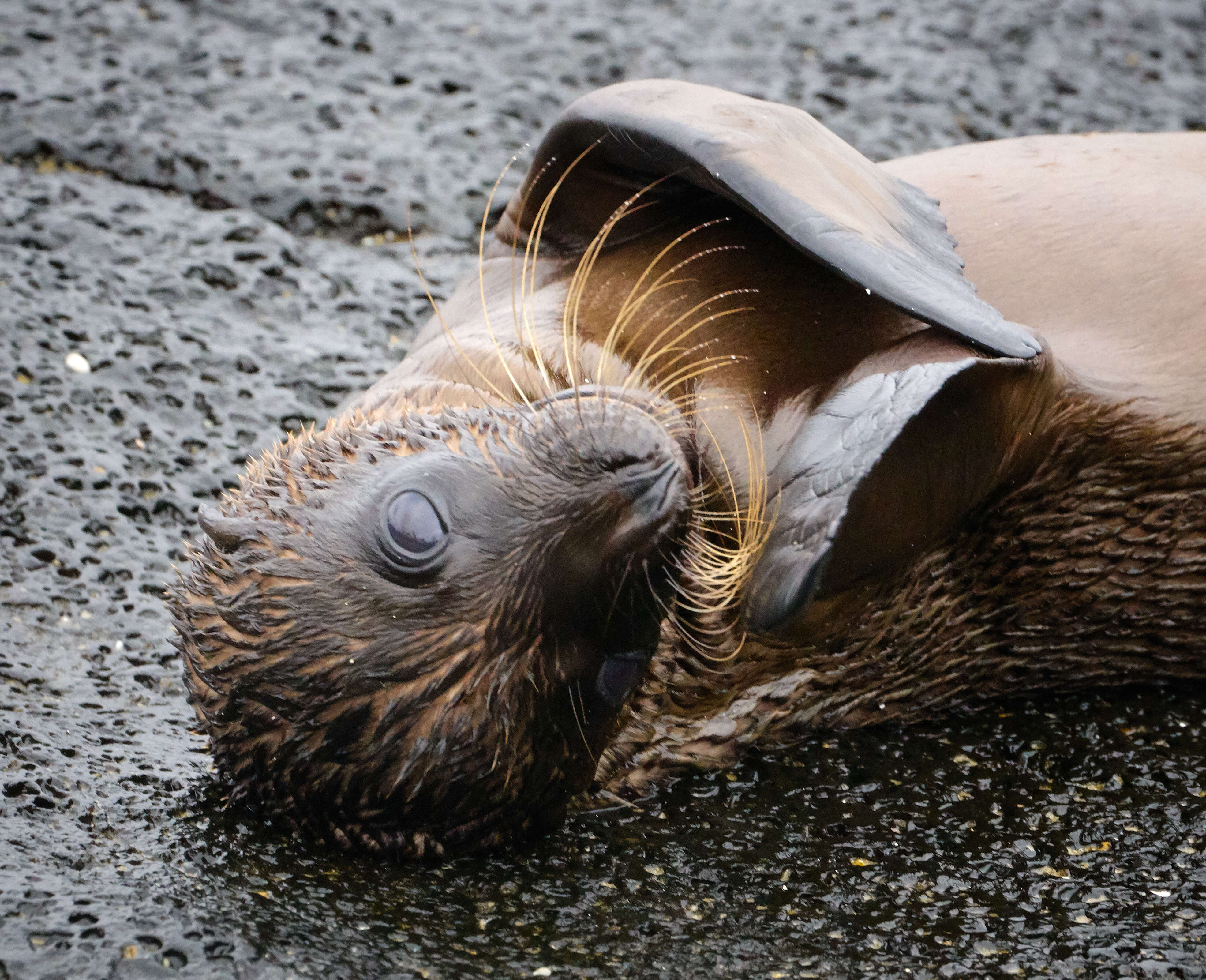 Image of Galapagos Sea Lion